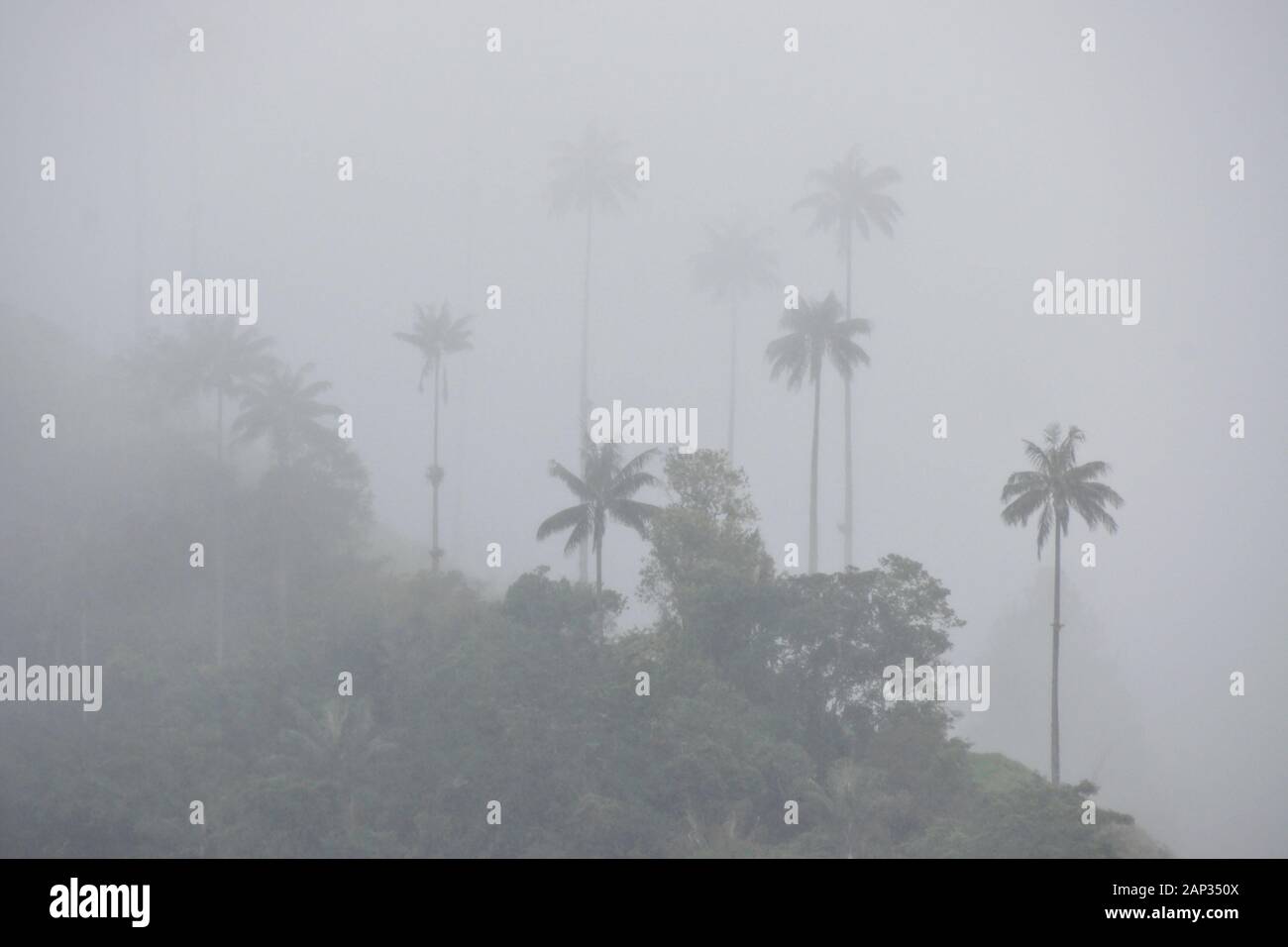 Palme da cera (Colombia Nazionale dell'albero) e vegetazione tropicale nella valle Cocora nei pressi di Salento, dipartimento di Quindio, Colombia, in una nebbiosa e giorno di pioggia Foto Stock