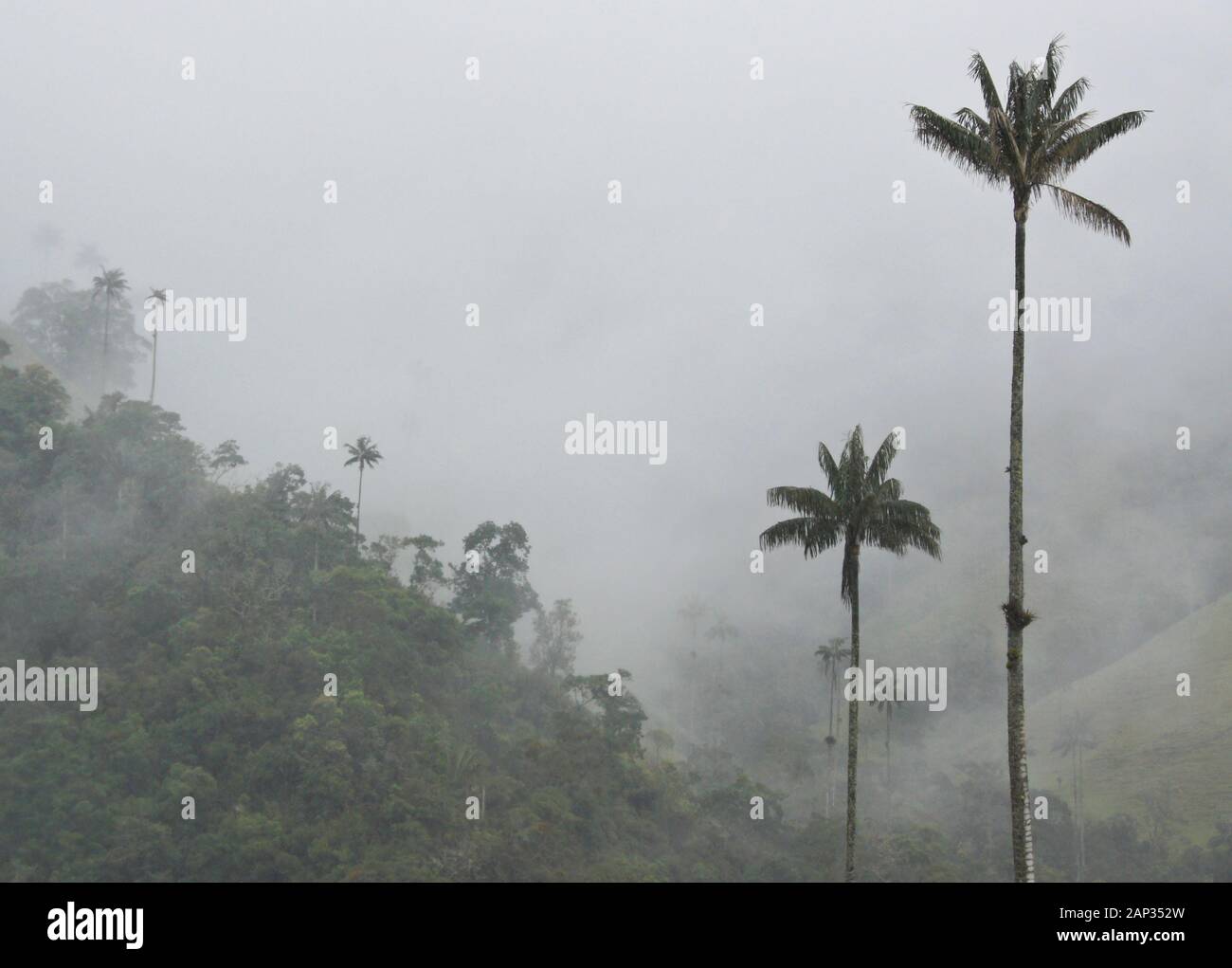 Palme da cera (Colombia Nazionale dell'albero) e vegetazione tropicale nella valle Cocora nei pressi di Salento, dipartimento di Quindio, Colombia, in una nebbiosa e giorno di pioggia Foto Stock