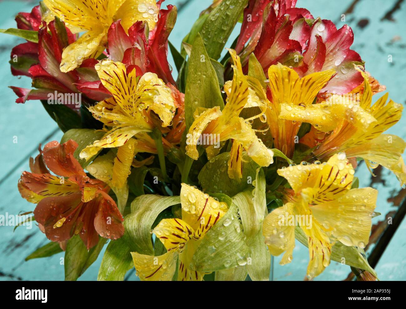 Bouquet di colorati Gigli peruviana (Gigli degli Incas o Alstroemeria) sotto la pioggia Foto Stock