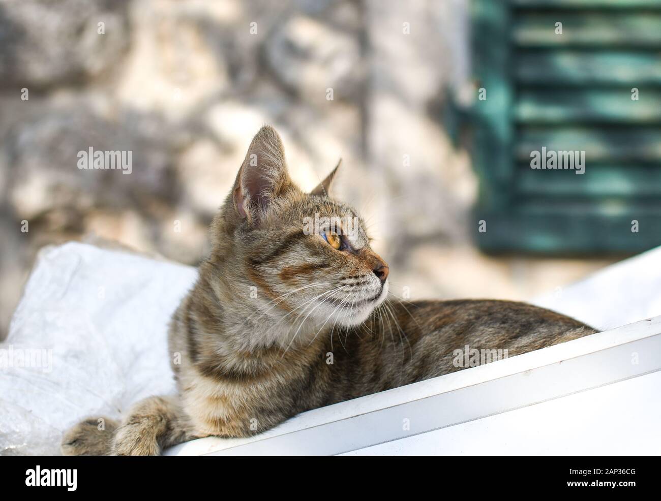 Un bel grigio e bianco tabby gattino nel profilo si siede in un cassonetto all'interno delle mura della città di Kotor, Montenegro, la "Città dei gatti " Foto Stock