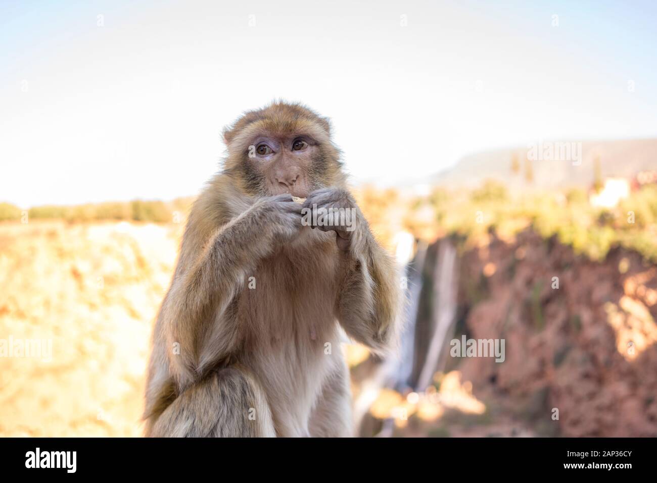 La macaque Barbery, Macaca sylvanus, ape Barbery, magot a Marocco Foto Stock