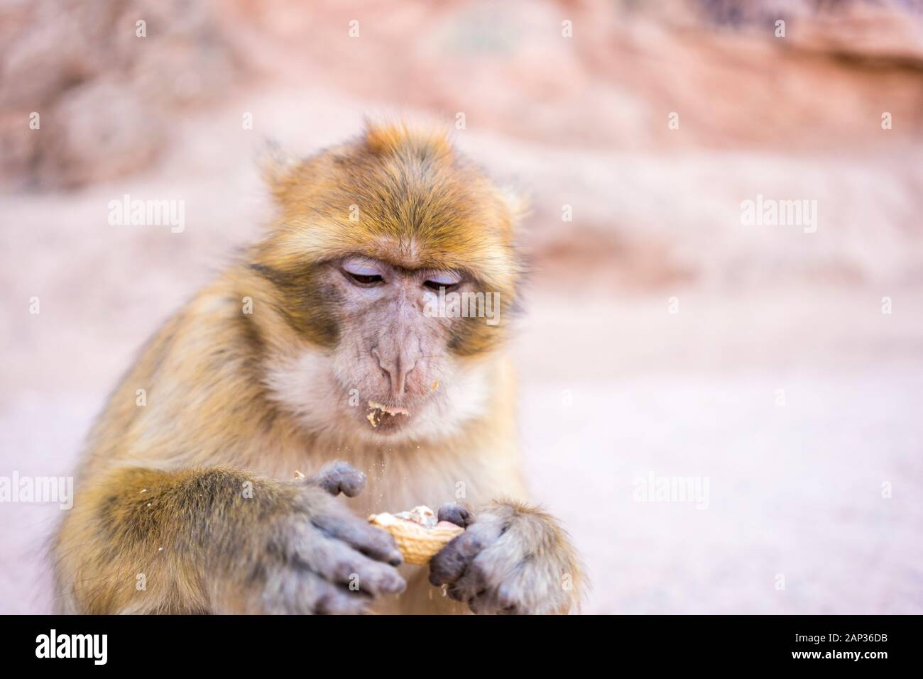 Magot o Macaca sylvanus a ouzoud mangiare arachidi Foto Stock