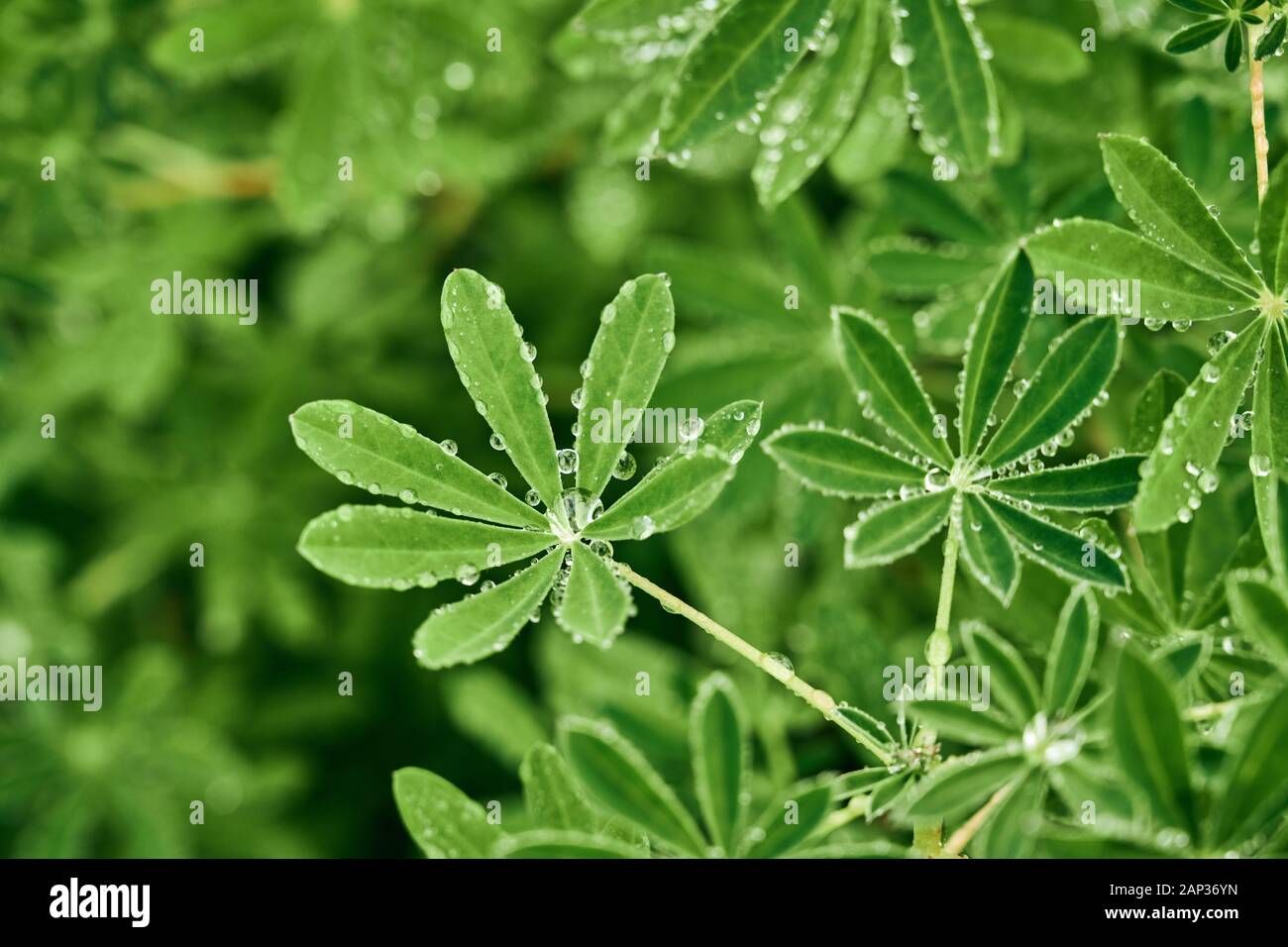 Da sopra closeup Aquilegia verde con gocce di pioggia sulle foglie di forma oblunga e piante su sfondo sfocato Foto Stock