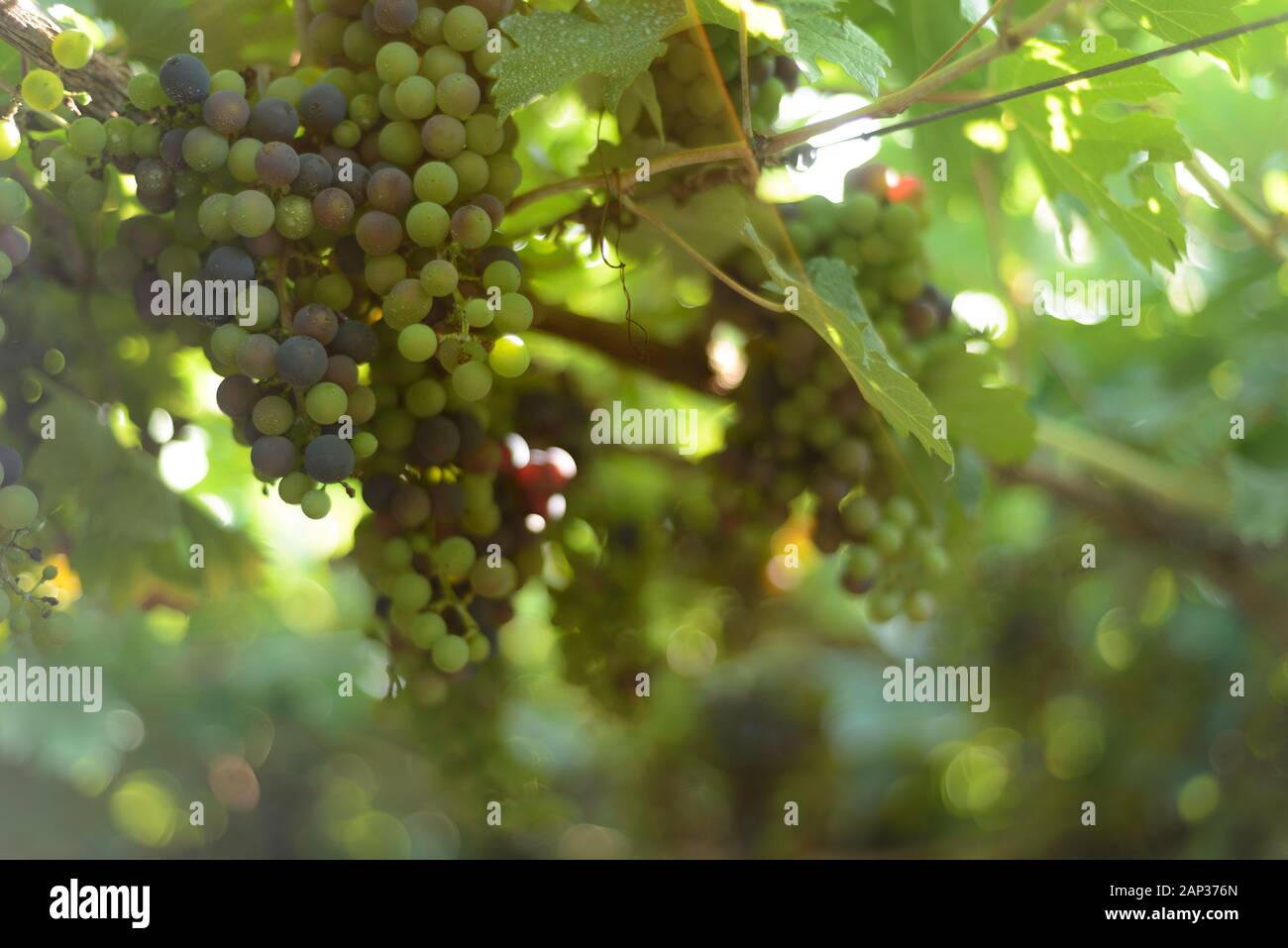 Uva e grapevine in un vigneto in Brasile Foto Stock