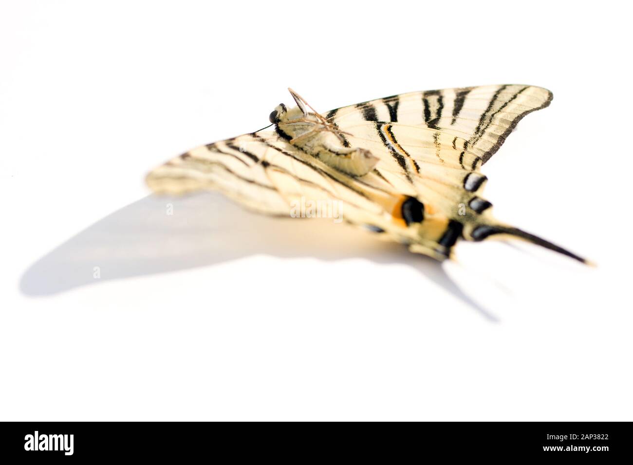 Ripresa macro di un morto butterfly isolato su uno sfondo bianco. Foto Stock