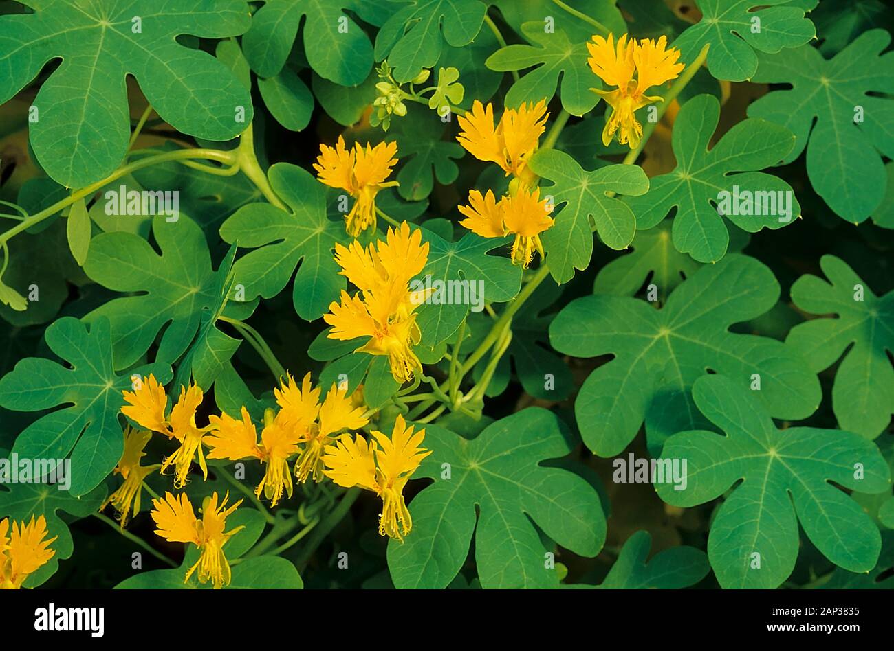 Tropaeolum canariense o Tropaeolum peregrinum Canary superriduttore. Una crescita veloce scalatore perenne con luminosi fiori gialli in estate e in autunno. Foto Stock