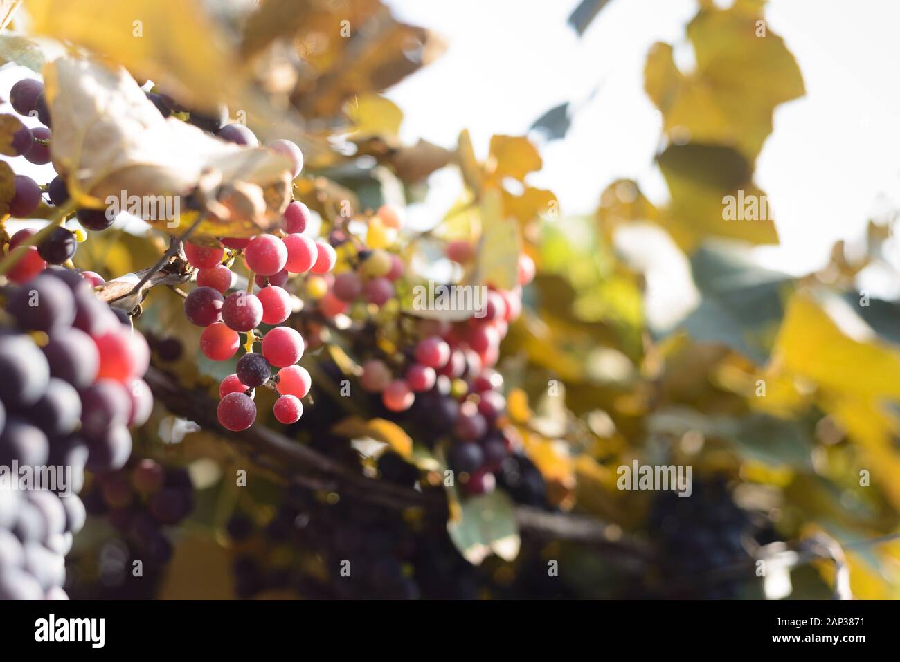 Uva e grapevine in un vigneto in Brasile Foto Stock