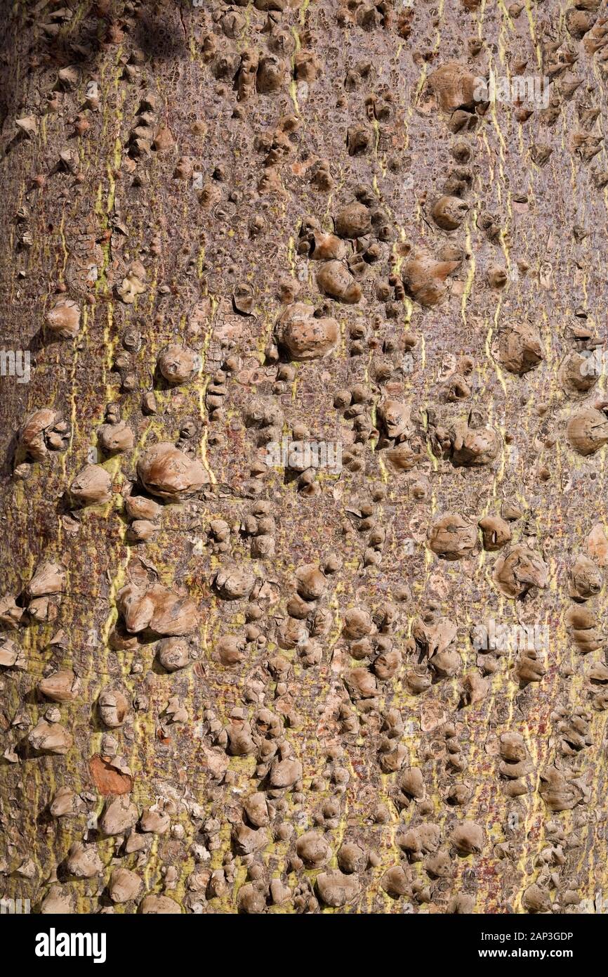 Primo piano di spine arrotondate e taglienti sulla corteccia di Un albero tropicale all'inizio dell'autunno Foto Stock