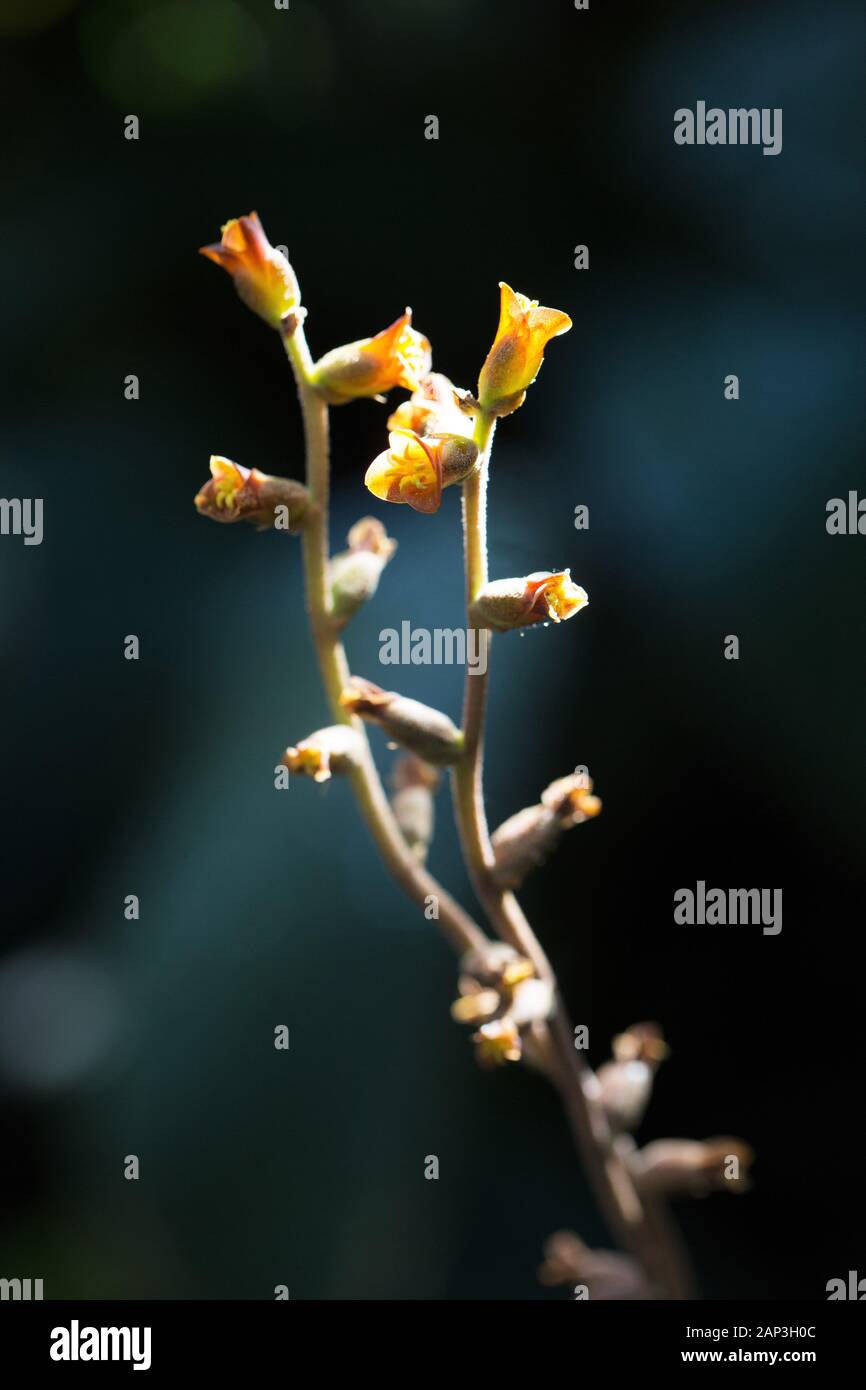 Dyckia tenebrosa fiori. Foto Stock