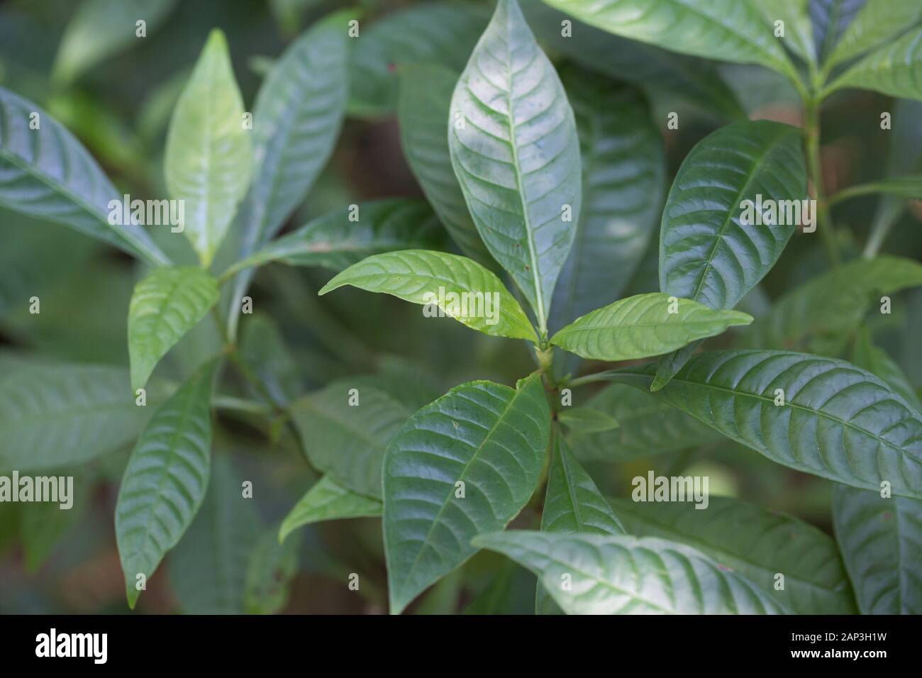 Psychotria sulzneri - velvet lasciava wild la pianta del caffè. Foto Stock