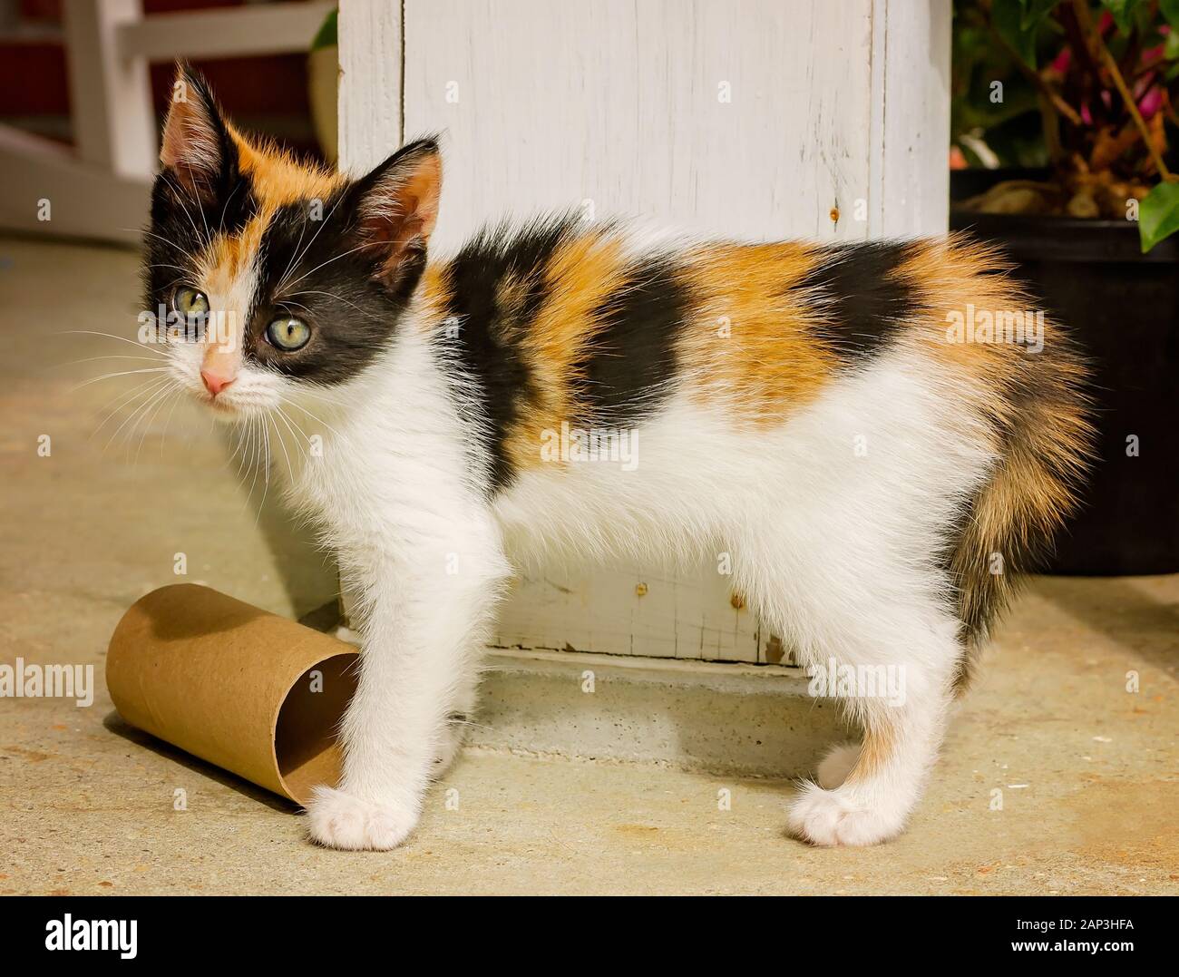 Zucca, un periodo di sei settimane di calico gattino, sorge su un portico, nov. 11, 2014, in Coden, Alabama. Lei è stato riscontrato come una dispersione e salvato. Foto Stock