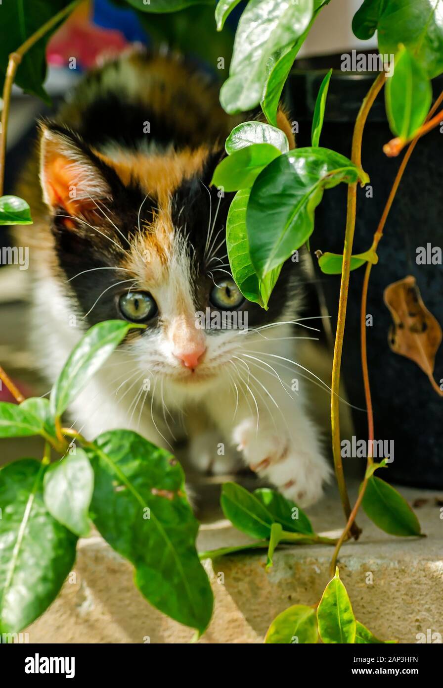 Zucca, un periodo di sei settimane di calico gattino, gioca con un vitigno mandevilla, nov. 11, 2014, in Coden, Alabama. Lei è stato riscontrato come una dispersione e salvato. Foto Stock