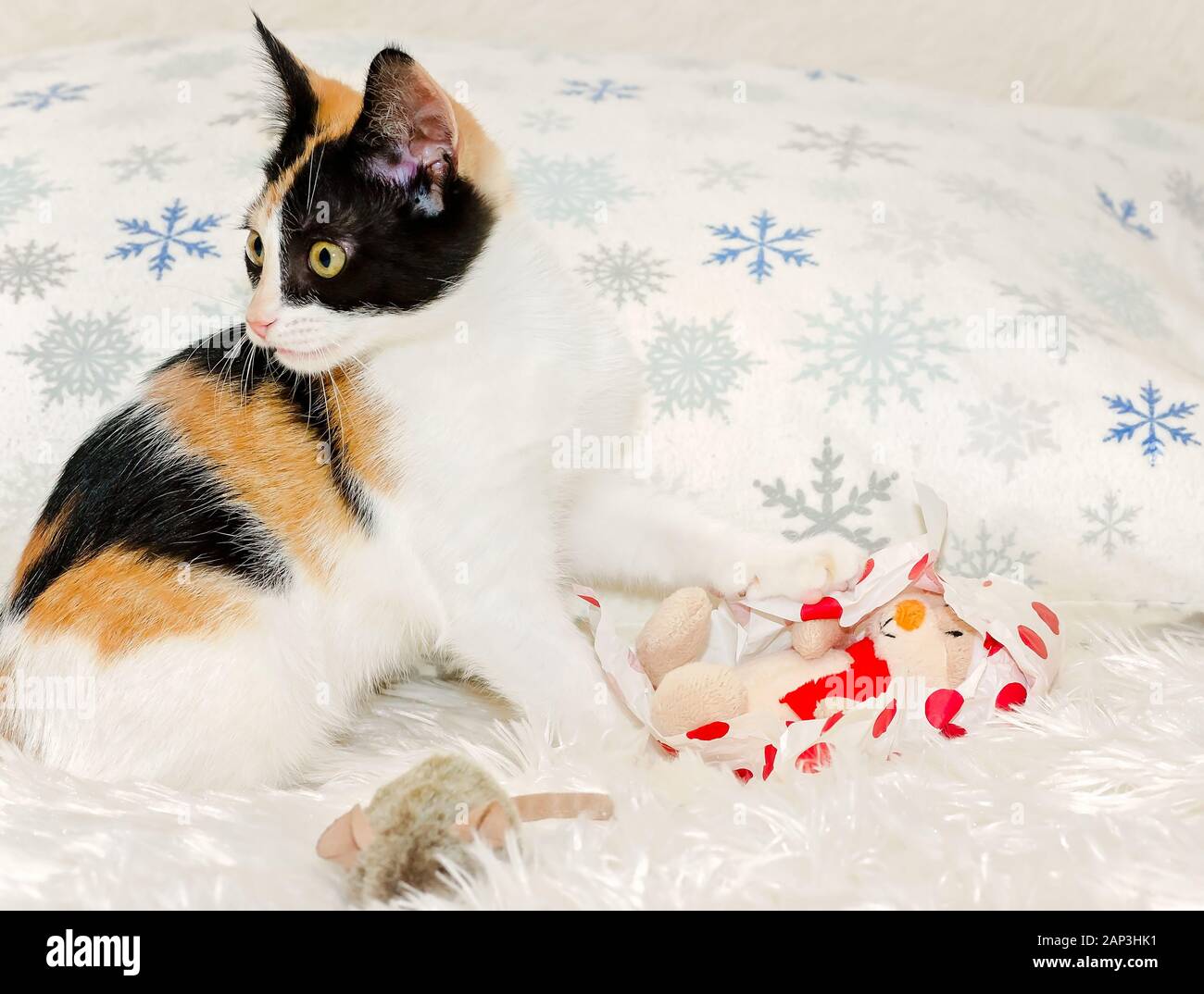Zucca, una tre-mese-vecchio calico gattino, non imballato un peluche giocattoli di Natale, Dic 26, 2014, in Coden, Alabama. Foto Stock