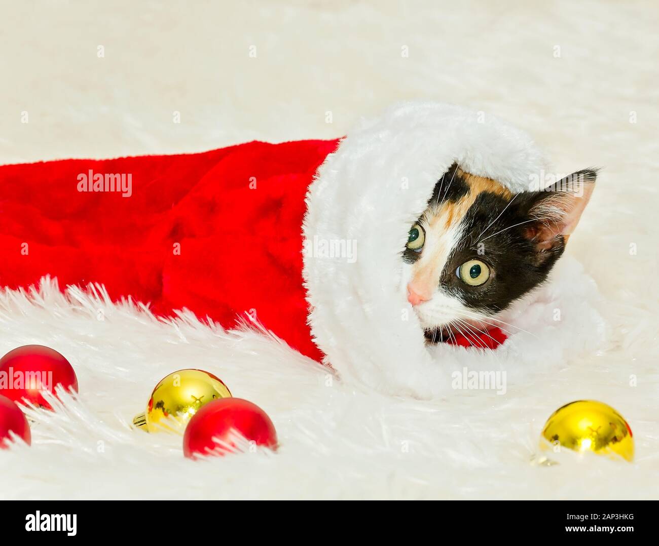 Zucca, una tre-mese-vecchio calico gattino picchi, fuori da una calza di Natale, Dic 26, 2014, in Coden, Alabama. Foto Stock