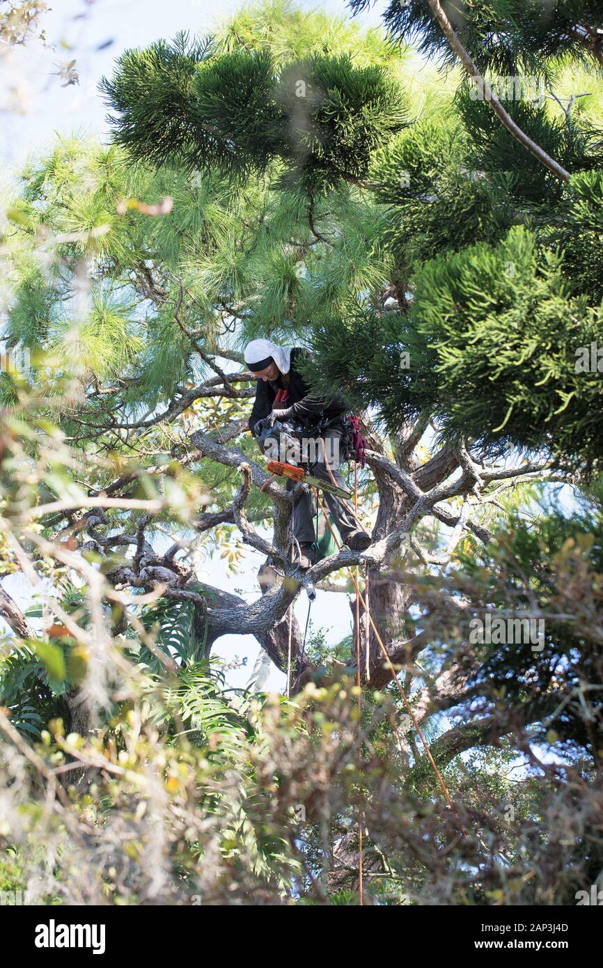 Un uomo in piedi in un albero, rami di fresatura con una motosega. Foto Stock