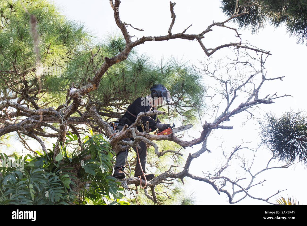 Un uomo in piedi in un albero, rami di fresatura con una motosega. Foto Stock