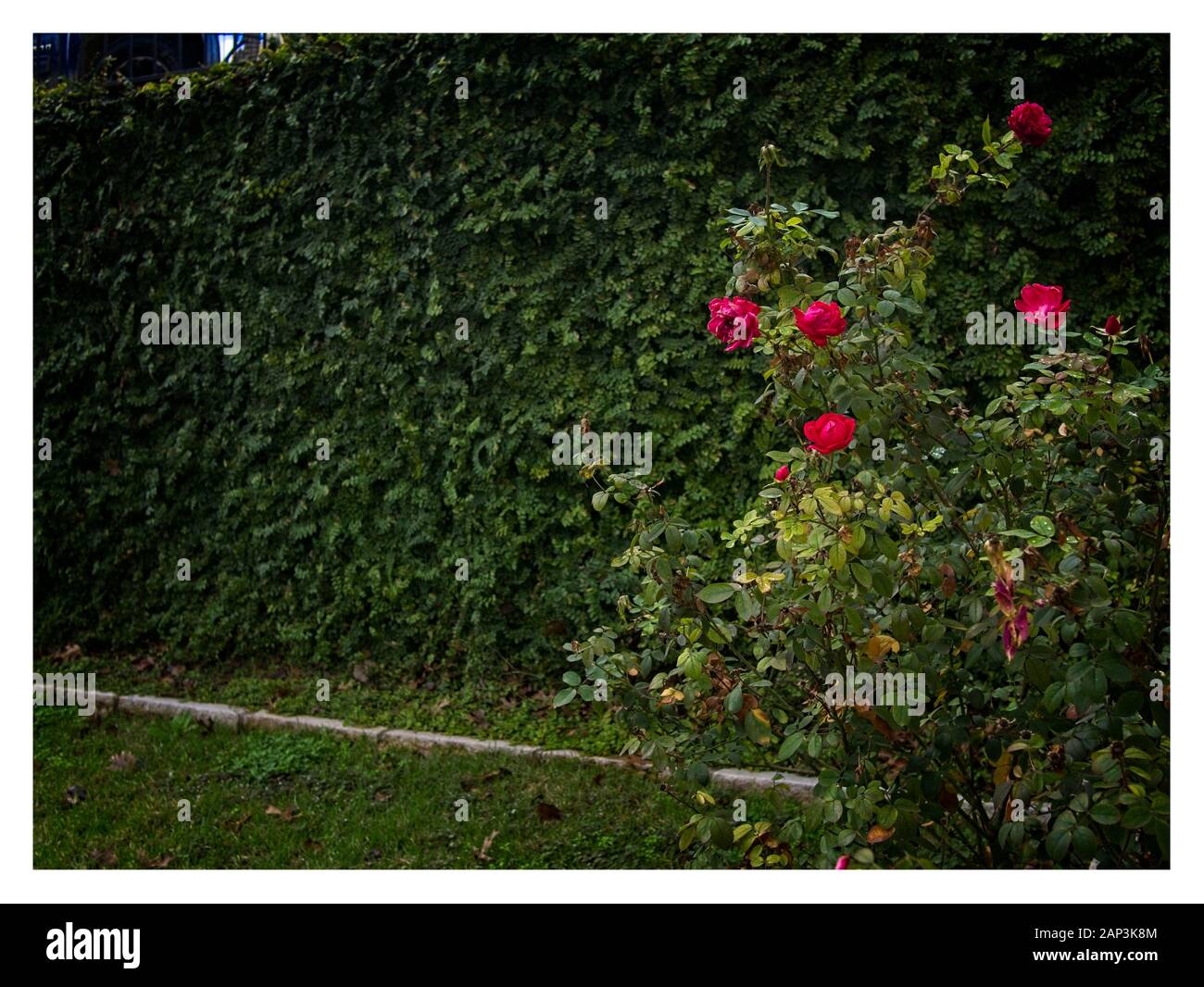 Ivy muro coperto con rosa cespuglio nel parco della città Foto Stock