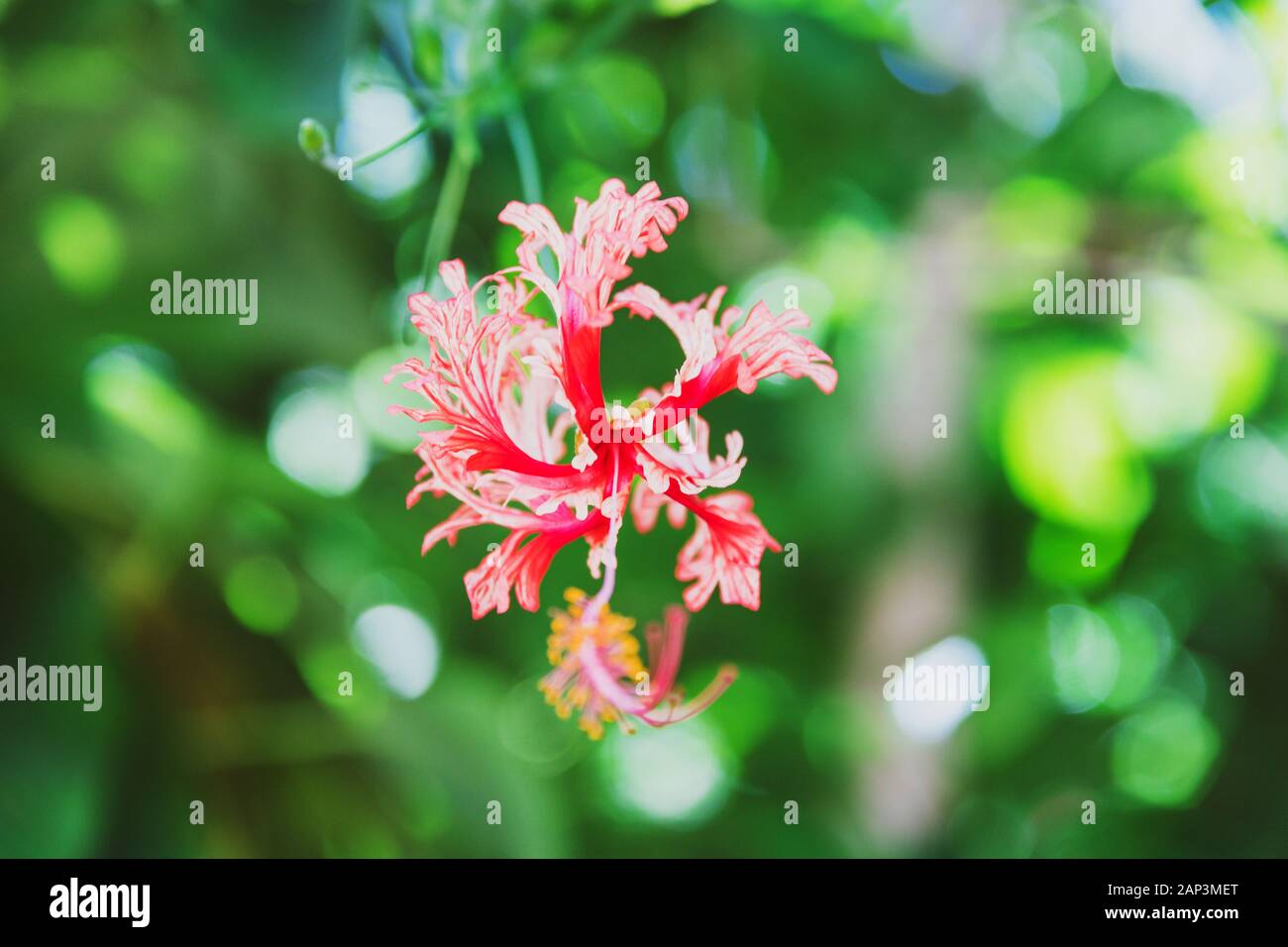 Red curly hibiscus noto anche come hibisco crespo colpo a bassa profondità di campo con il verde e il sole intorno ad esso Foto Stock