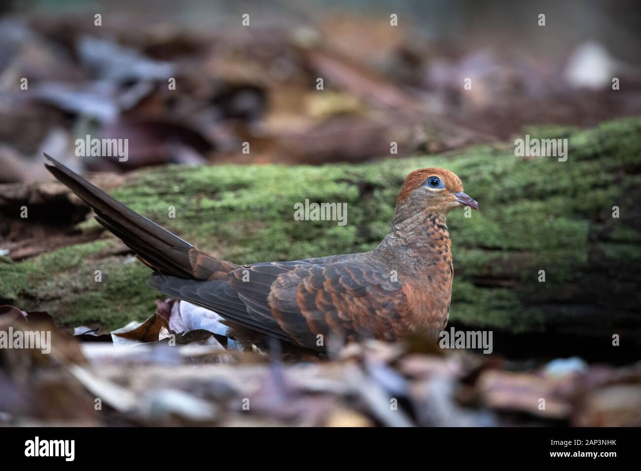 Il piccolo cuculo-colomba (Macropygia ruficeps) è una specie di uccello della famiglia columbidi. Si tratta di un marrone rossiccio pigeon, e si trova in Brunei, mento Foto Stock