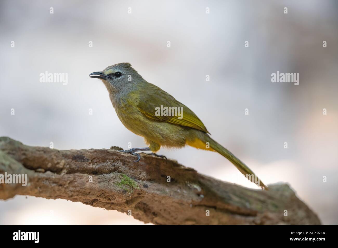 Il bulbul flavescent (Pycnonotus flavescens) è una specie di Songbird nella famiglia di bulbul delle passerine uccelli. Il suo nome deriva da flavescent, un gridare Foto Stock