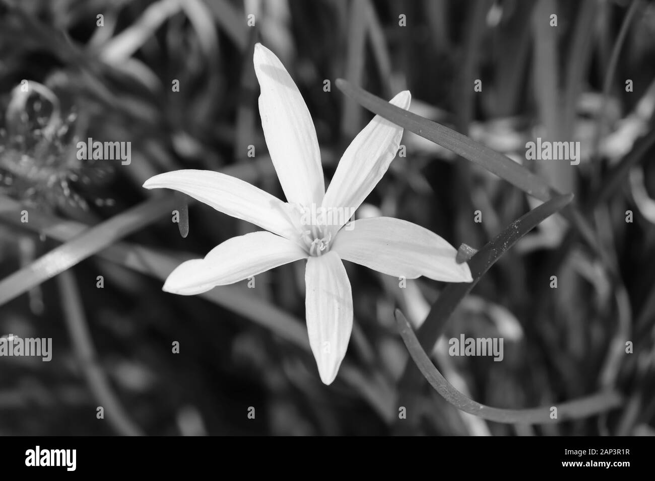 Lilly o fiore di giglio sullo sfondo monocromo Foto Stock