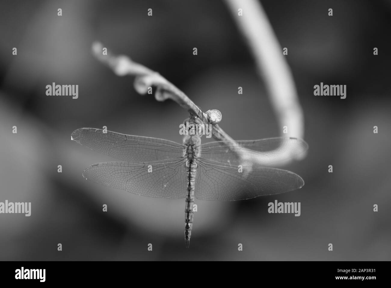 Macro closeup colpo di dragon fly su un nero e sfondo bianco e le ombre Foto Stock