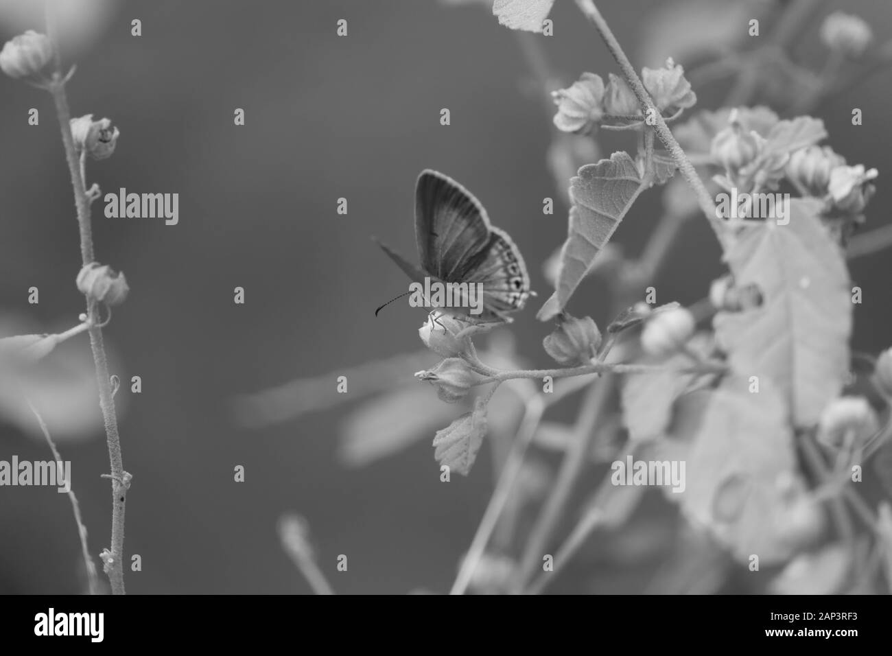 Butterfly, insetto macro closeup shot di butterfly sullo sfondo monocromo Foto Stock