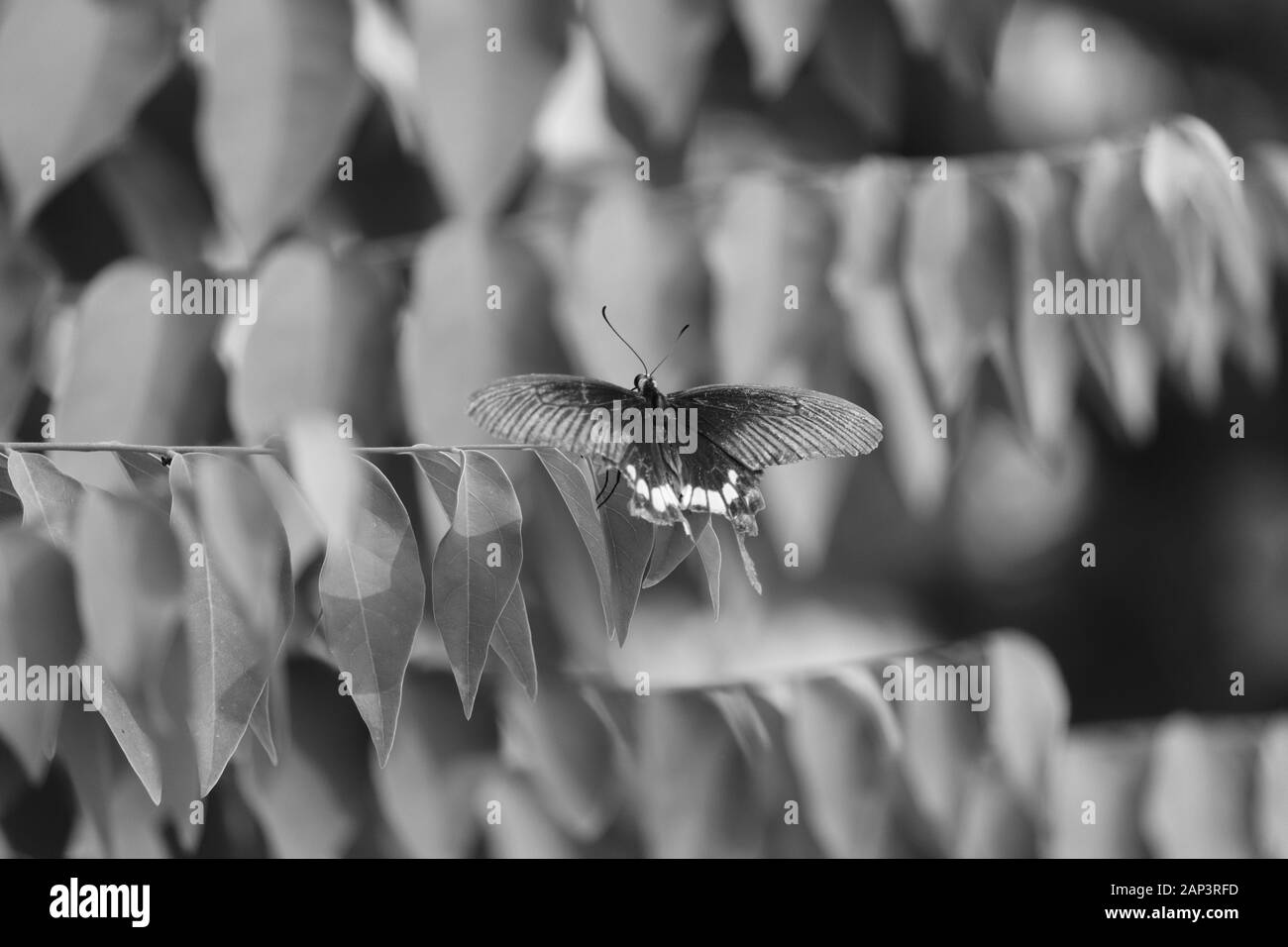 Farfalla posata sulla foglia con nero e sfondo bianco Foto Stock