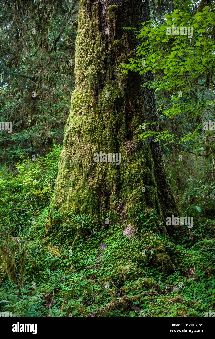 Un bel vecchio tronco di albero coperte di muschio e Oxalis, Hoh Rain Forest, il Parco Nazionale di Olympic, Washington, Stati Uniti d'America. Foto Stock