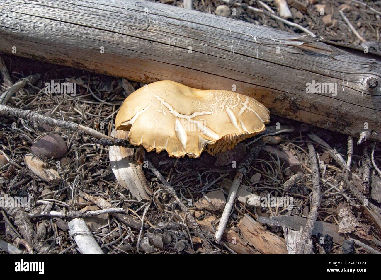 Un invecchiato, incrinato Agrocybe sp. funghi trovati in crescita in un aperto spazio erboso lungo il rame Creek, in Anaconda Pintler montagne di granito County, Foto Stock