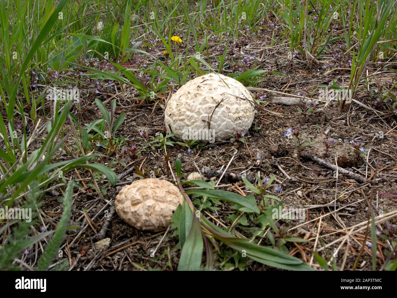 Calvatia booniana. Una coppia di Western Puffballs gigante che cresce in un paesaggio alberato lungo la tomaia Willow Creek, vicino Scotchmans Gulch, nella contea di granito, Montana Foto Stock