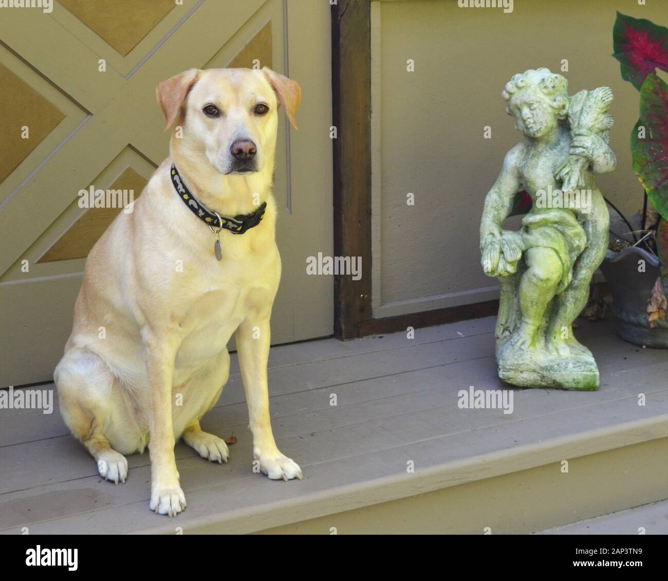 Cane giallo da laboratorio con statua di cherubino sui gradini anteriori. Foto Stock