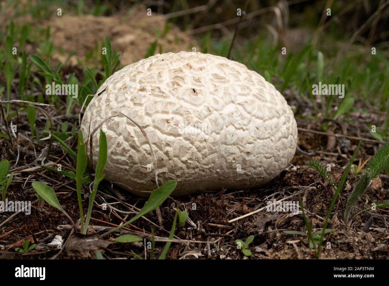 Calvatia booniana. Un Western puffball gigante che cresce in un paesaggio alberato lungo la tomaia Willow Creek, vicino Scotchmans Gulch, nella contea di granito, Montana Regno: Foto Stock