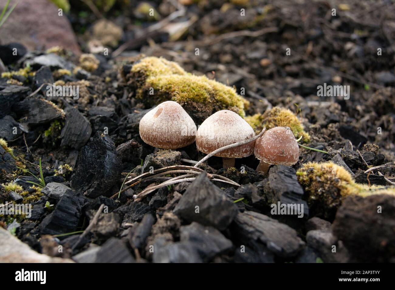 Crassisporium funariophilum. Wild Fire funghi che crescono su un sito di masterizzazione, lungo l'estremità superiore della parte superiore di Willow Creek, nella contea di granito, Montana. Parte superiore Foto Stock