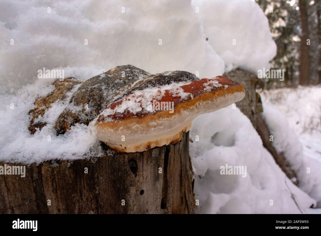 Nastro rosso Conk (Fomitopsis pinicola) fungo nella neve, che cresce su un foglio di carta di un moncone di betulla, lungo Callahan Creek, in Troy, Montana. Nastro rosso Conk è uno o Foto Stock