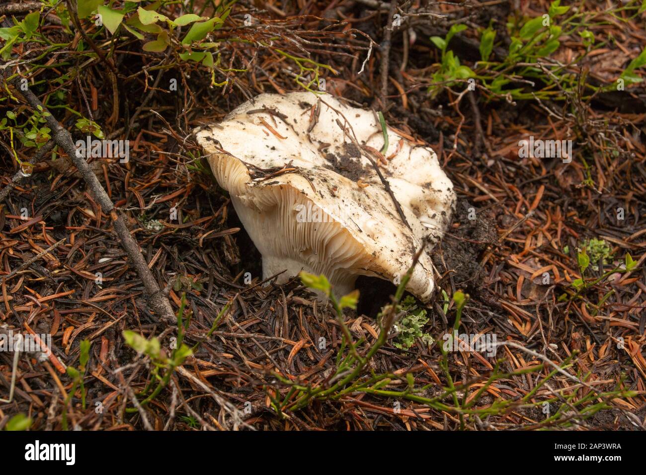 Russula cf cascadensis. Russula Mushroom, a breve Stemmi, si trova su Frogstagni, nella natura selvaggia di Anaconda Pintler, nella contea di Granite, Montana. Foto Stock