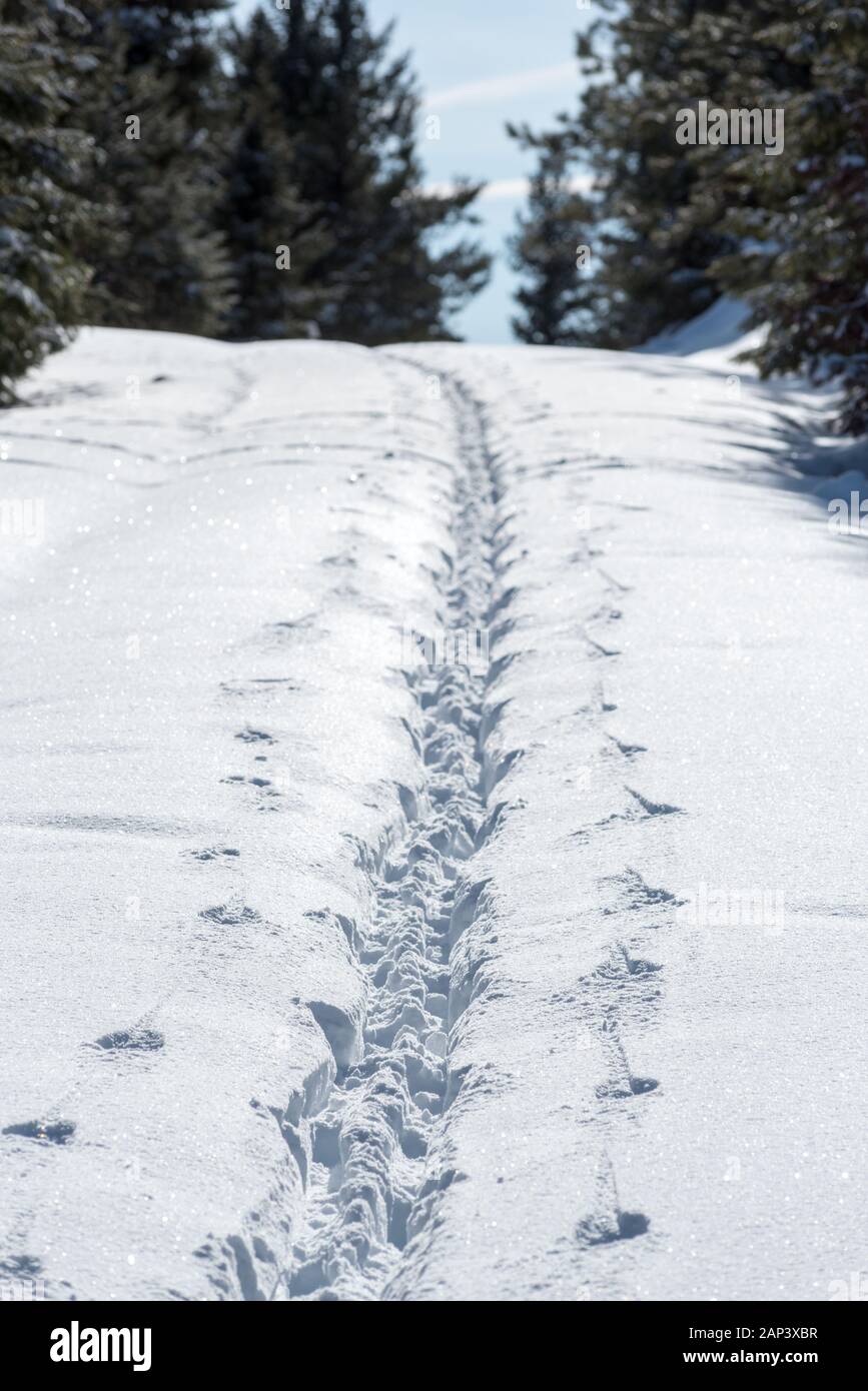 Piste da fondo, Nordest Oregon. Foto Stock