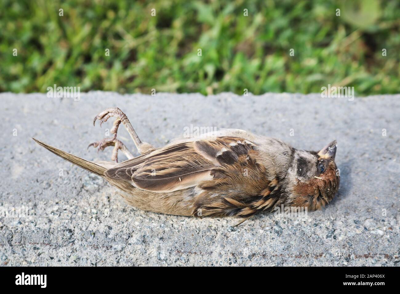 Un passerotto morto si trova sul lato della strada contro uno sfondo di erba. L'uccello è morto dalla malattia. Foto Stock