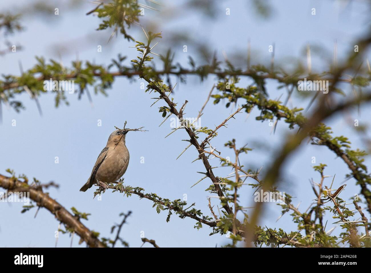 Grigio-capped Social Weaver bird (Pseudonigrita arnaudi), la raccolta di materiale di nidificazione in una struttura ad albero di acacia, Ilkeliani Camp, Kenya. Foto Stock