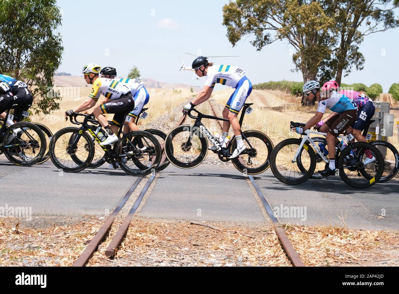 I piloti della fase 1 del 2020 Tour Down Under attraverso la Barossa Valley in Australia Foto Stock