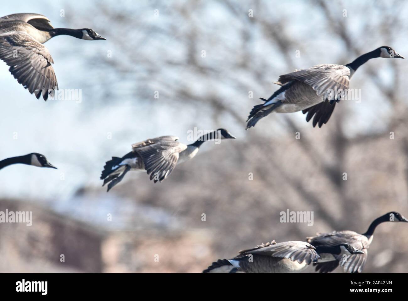 I maestosi, giocosi, splendidi uccelli selvatici che aspettano in estate a come.nel frattempo gioioso gioco in primavera. Foto Stock