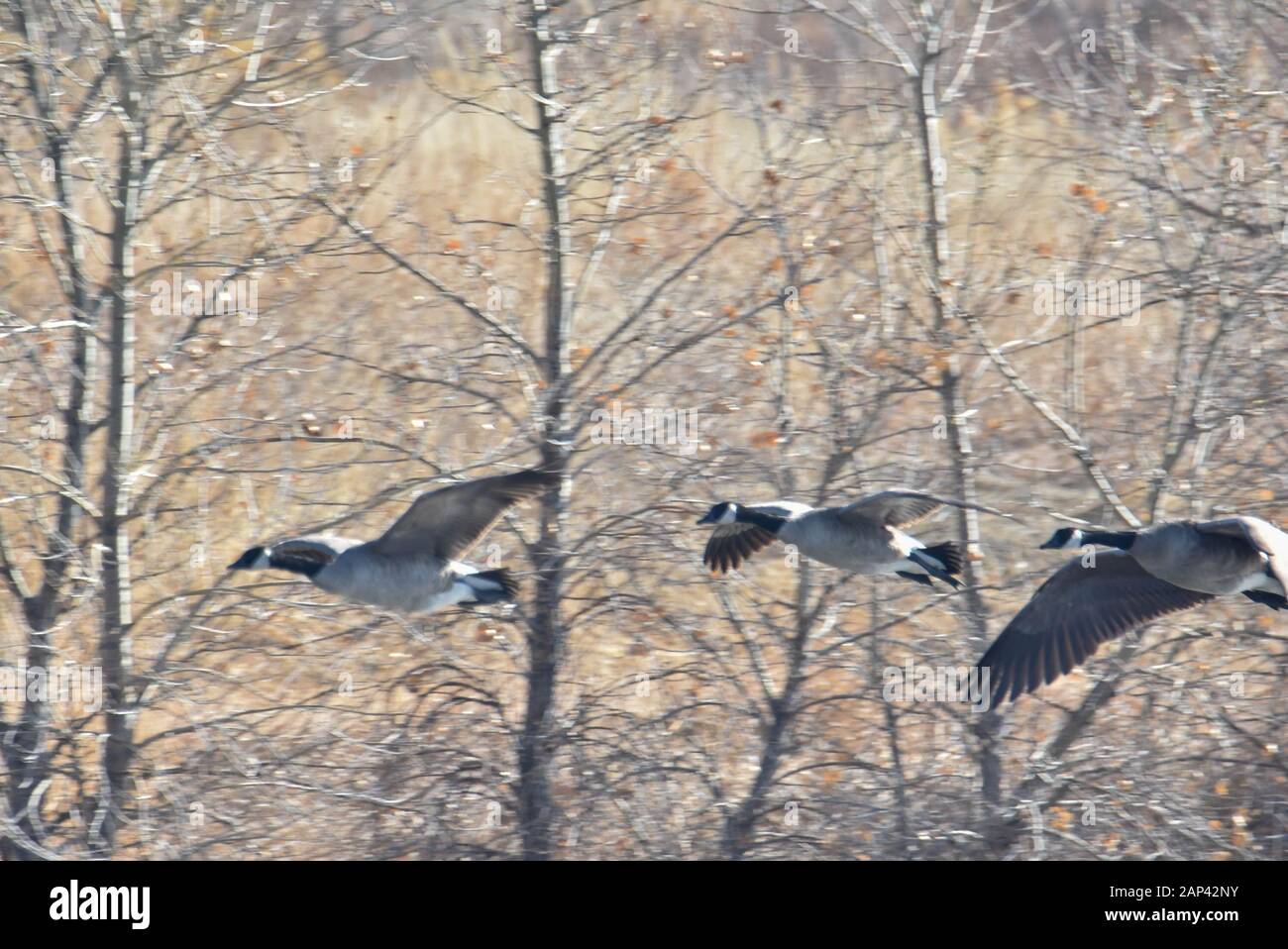 I maestosi, giocosi, splendidi uccelli selvatici che aspettano in estate a come.nel frattempo gioioso gioco in primavera. Foto Stock