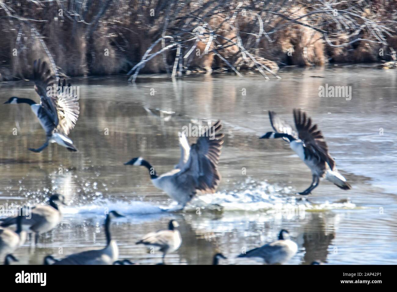 I maestosi, giocosi, splendidi uccelli selvatici che aspettano in estate a come.nel frattempo gioioso gioco in primavera. Foto Stock