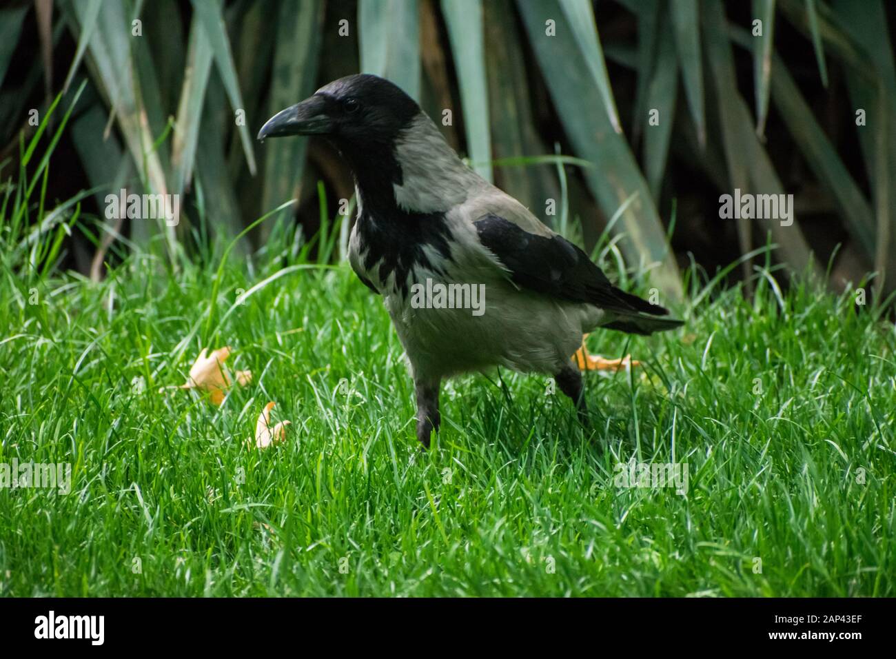 corvo con cappuccio che cammina attraverso l'erba, alla ricerca di cibo nel parco pubblico Foto Stock