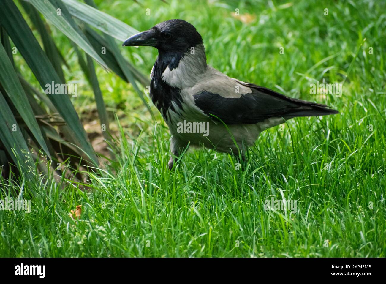 corvo con cappuccio che cammina attraverso l'erba, alla ricerca di cibo nel parco pubblico Foto Stock