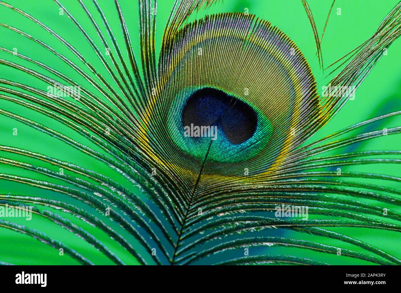 Piume color pavone sullo sfondo arancione Foto Stock