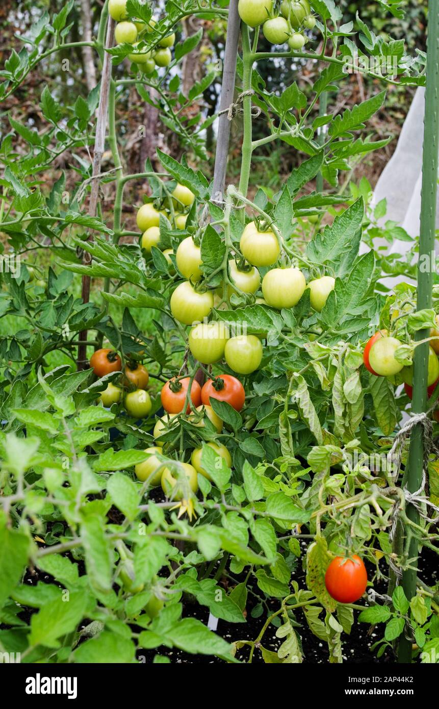 Primo piano di Mountain Magic pomodori in crescita e maturazione all'aperto in estate in inglese giardino domestico Regno Unito. Foto Stock