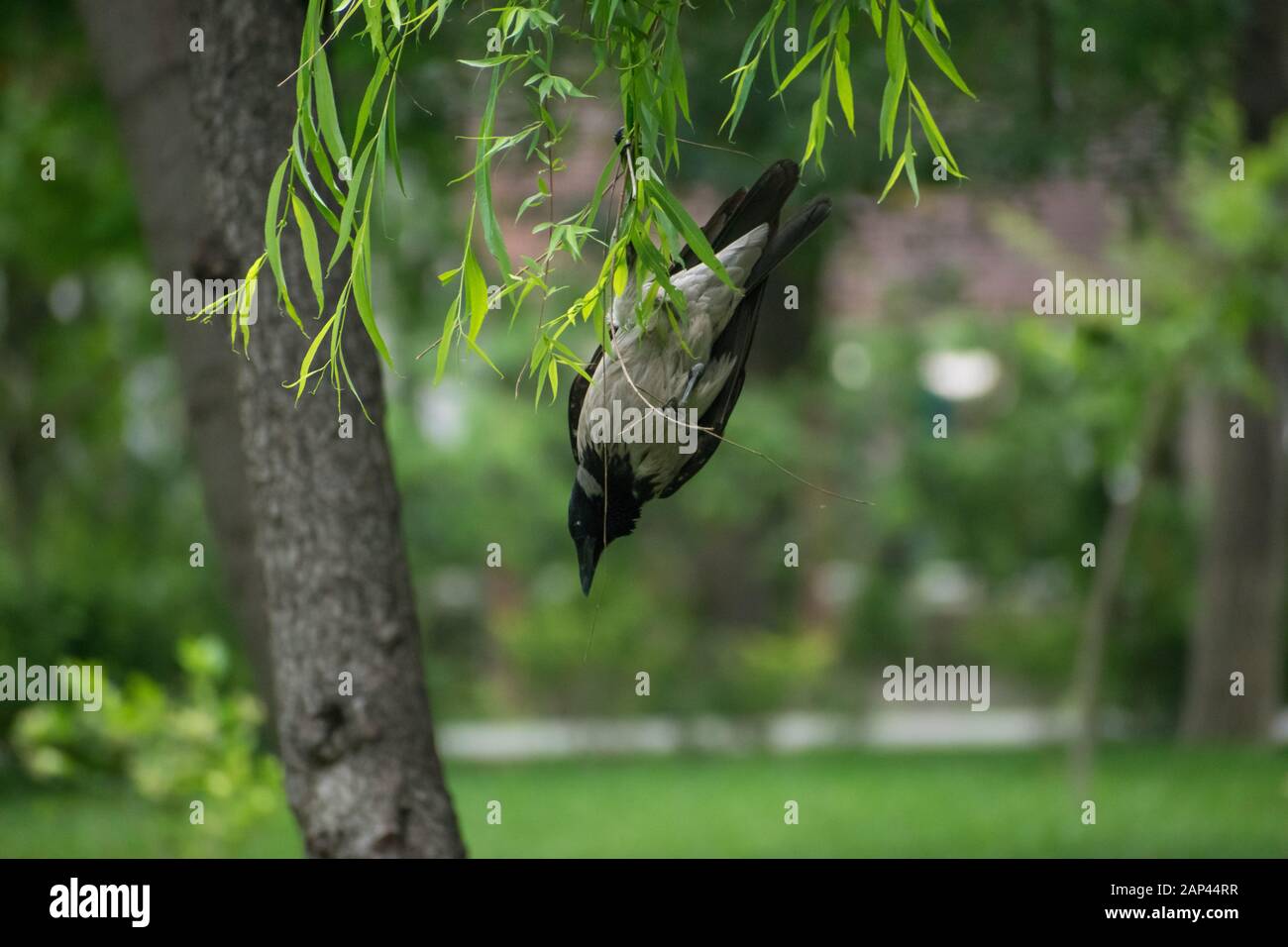 solo corvo agganciato si appende da rami dell'albero, giocando nella solitudine Foto Stock
