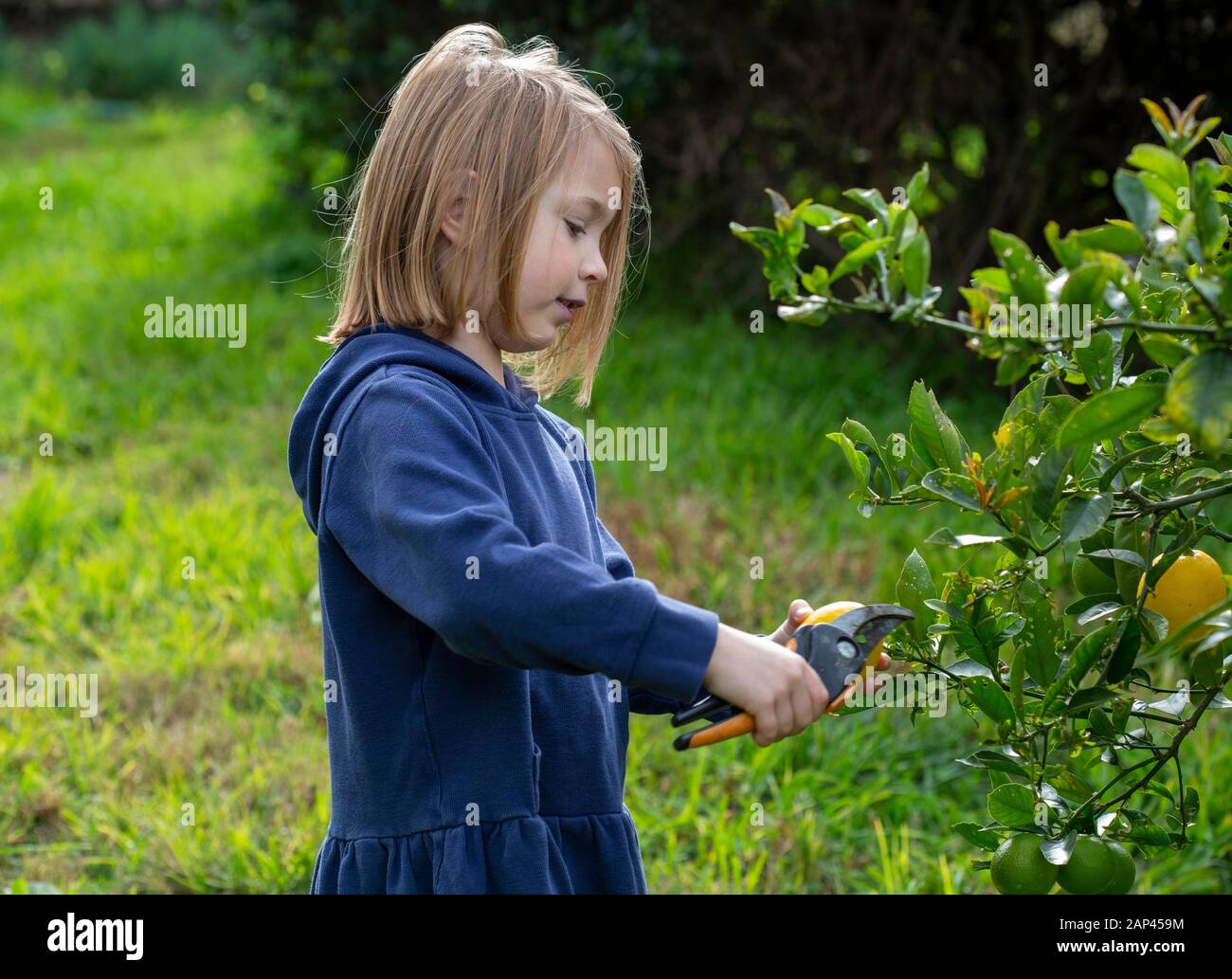 I bambini piccoli, un ragazzo e una ragazza, al di fuori di un verde giardino dei limoni di prelievo da un albero di limone Foto Stock