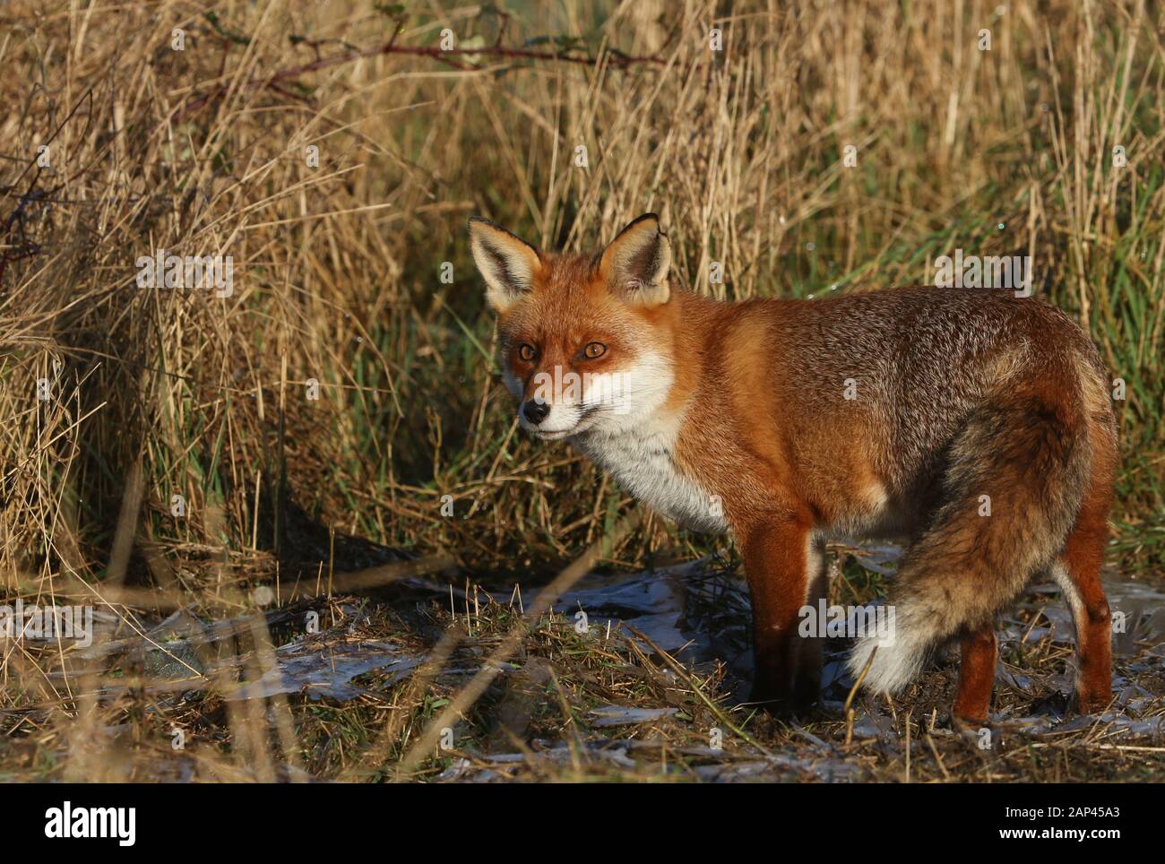 Una magnifica caccia selvaggia Red Fox, Vulpes vulpes, la caccia di cibo da mangiare in un prato in un freddo inverno gelido giorno nel Regno Unito. Foto Stock